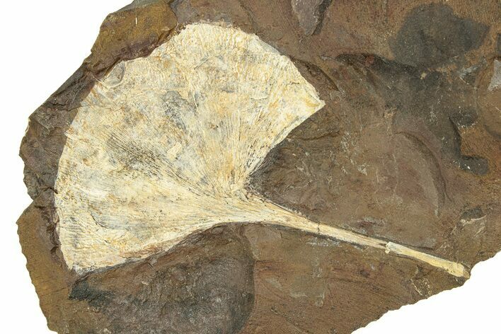 Paleocene Fossil Ginkgo Leaf - North Dakota #271084